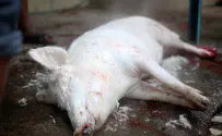 Lakewood: Dead pig dumped on rabbi’s doorstep