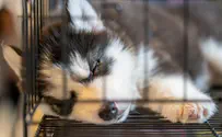 Police raid puppy mill in northern Israel