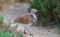 ISTOCK UAE, Israeli groups team up to save houbara birds