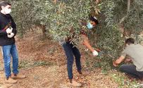 חברי תנועת אריאל סייעו לחקלאים