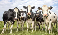 Could Israeli tech lead to cheaper beef?