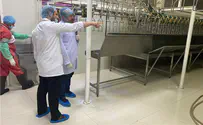 The driving force behind the ban on kosher slaughtering