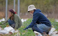 מחנכים לחלוציות וקוטפים את הפירות