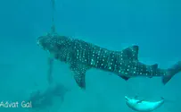 תיעוד: מפגש מרהיב מתחת למים