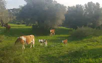 שוויץ בישראל: שמורת טוף כרם מהר"ל