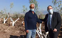 הנצחת נפטרי קורונה בעצי זית
