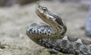 Jerusalem: Two teens bitten by viper snake