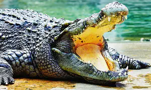 Deadly end for 262 crocodiles at Israeli farm