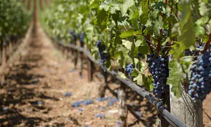 Noach, man of the earth, planted a vineyard and debased himself