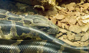 Complaints, the serpent, and the Simchat Torah War