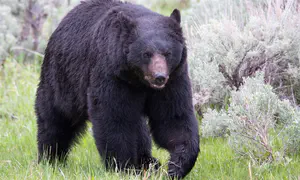 The wounded bear