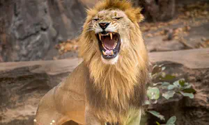 Between humans, lions, and hyenas