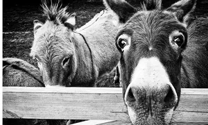 Shrek's donkey