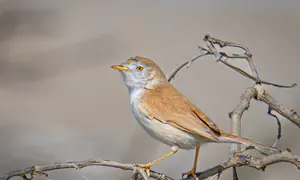 הציפור שהביאה את השיר