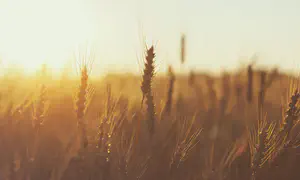 Emor: The Omer Controversy