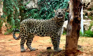 Is the leopard that killed liable for death?