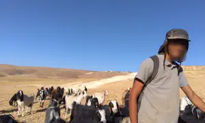 Трое еврейских пастухов пострадали от забрасывания камнями