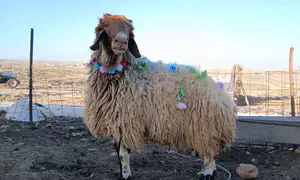 צפו: ראשית הגז בגבעת שדה יונתן