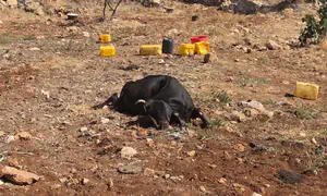 תושבי בנימין מתריעים: "הסלמה חמורה"