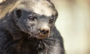 Rare honey badger spotted on Mt. Dov for the first time