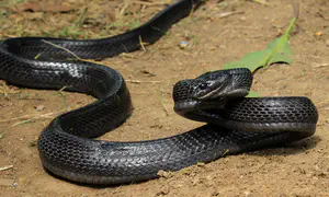 Hebrew Language Academy renames deadly snake to Seraf Ein-Gedi
