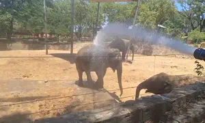 Safari animals beat the heat with mud baths and frozen treats