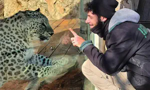 Leopard who killed JM Biblical Zoo worker to remain on display
