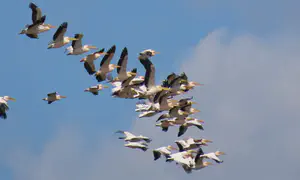 Millions of birds migrate over the Hula Valley