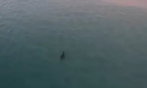 תיעוד חדש של כריש הלווייתן שנצפה באשדוד