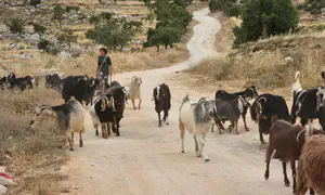 גבעות, חוות ומה שביניהן