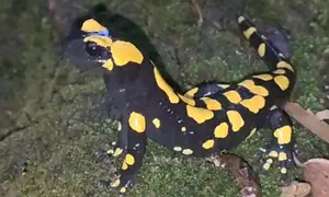 סלמנדרה מגיחה עם גשם בשמורת הטבע בניאס