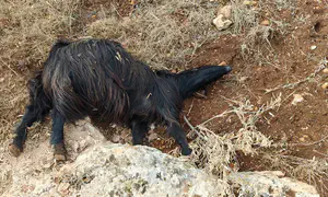 Flock of sheep poisoned at a farm in Binyamin region