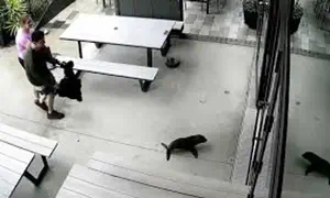 Baby seal pays a surprise visit to a local pub