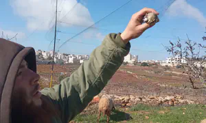 Пастух из Бейт-Анута пресек охоту на певчих птиц