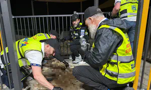 «Мы мобилизовали израильскую дерзость против австралийцев»