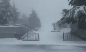 צפו: שלג בחרמון, עצים קרסו מהרוחות העזות