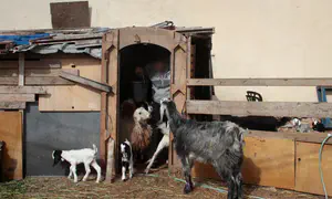 חיילים העבירו עדר עיזים מסוריה ליו"ש