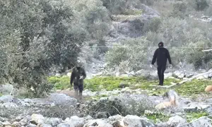 פורעים ערבים תקפו תושבים בגבעת שירת ציון