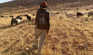 Civil Administration confiscates flock in Gush Etzion