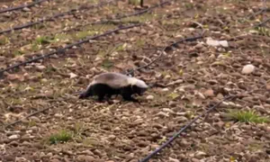 גירית דבש נתפסה בעדשת המצלמה