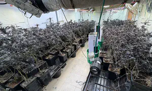 למעלה גן ילדים, למטה מעבדת סמים