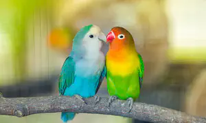 הכשרה ייחודית לנישואין פרק ב'