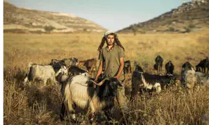 המהפך שמחוללות הגבעות ביו"ש