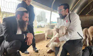 רבני ישיבת הר הבית בבדיקת כבשים לפסח