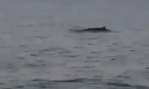 לווייתן נדיר נצפה הבוקר שוחה סמוך לחוף