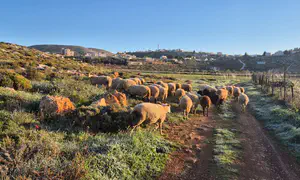 גיוס ההמונים הצליח: החווה ניצלה