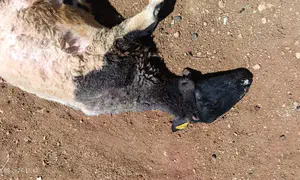 Water cisterns contaminated in Binyamin; sheep harmed
