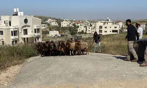 Herd stolen from Israeli farm found in Arab village