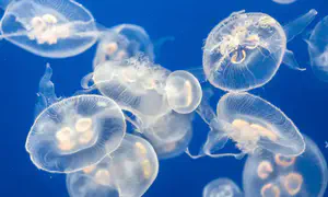 All you need to know about jellyfish stings