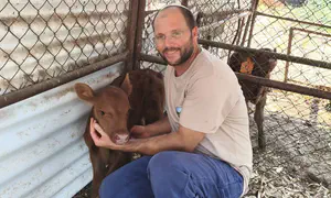 Second red heifer born in Golan Heights